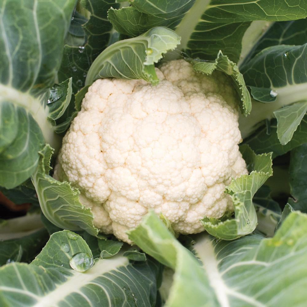 Snowball Cauliflower - Team Grow