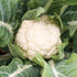 Snowball Cauliflower - Team Grow