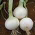 Southport White Globe Onion - Team Grow