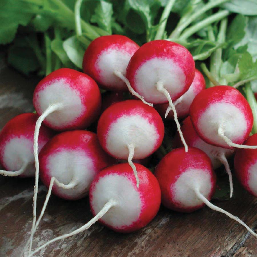 Sparkler White Tip Radish - Team Grow