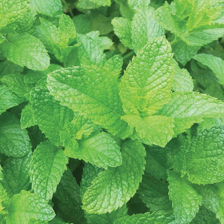 Spearmint - Team Grow