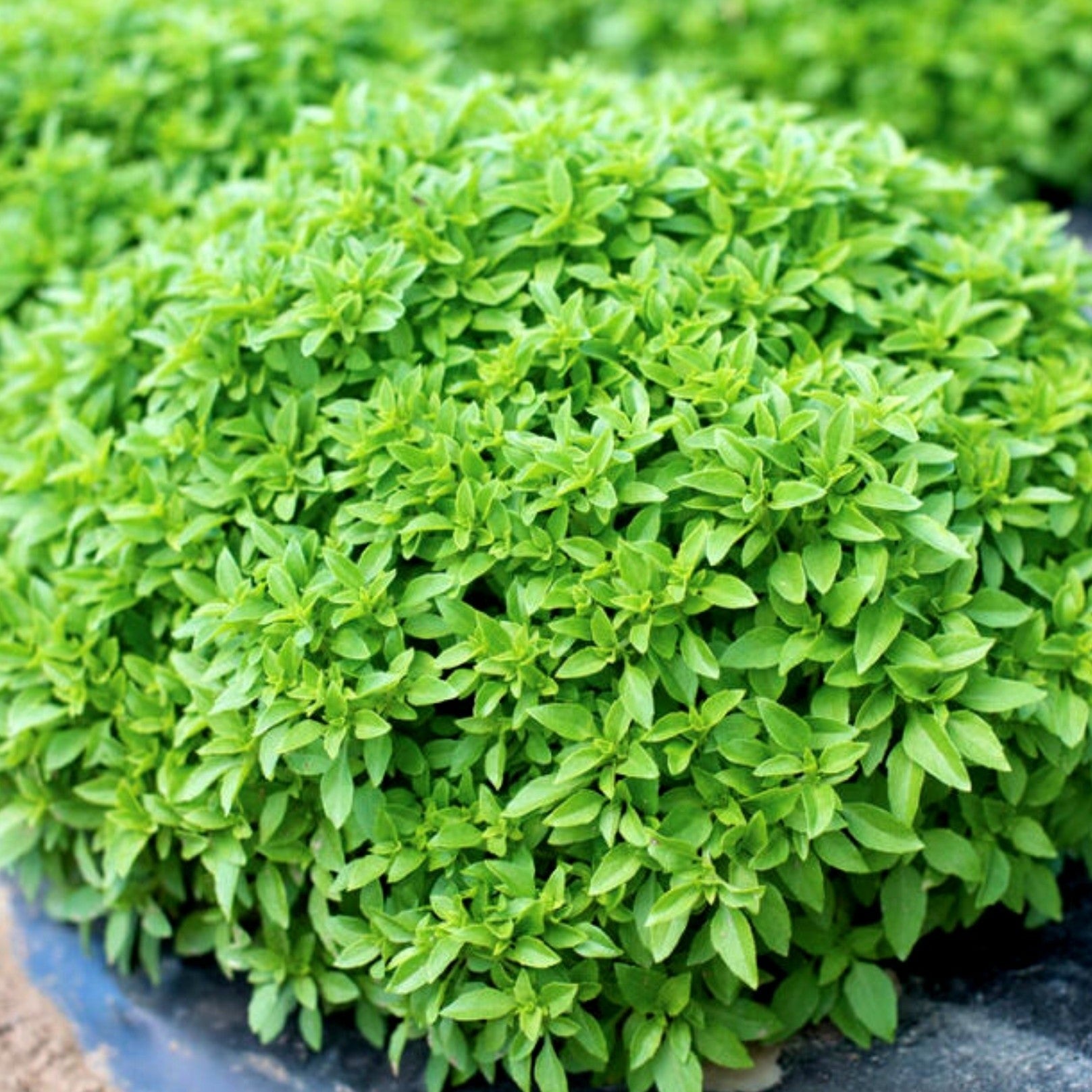 Spicy Globe Basil - Team Grow