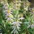 Spotted Wild Bergamot "Bee Balm" - Team Grow