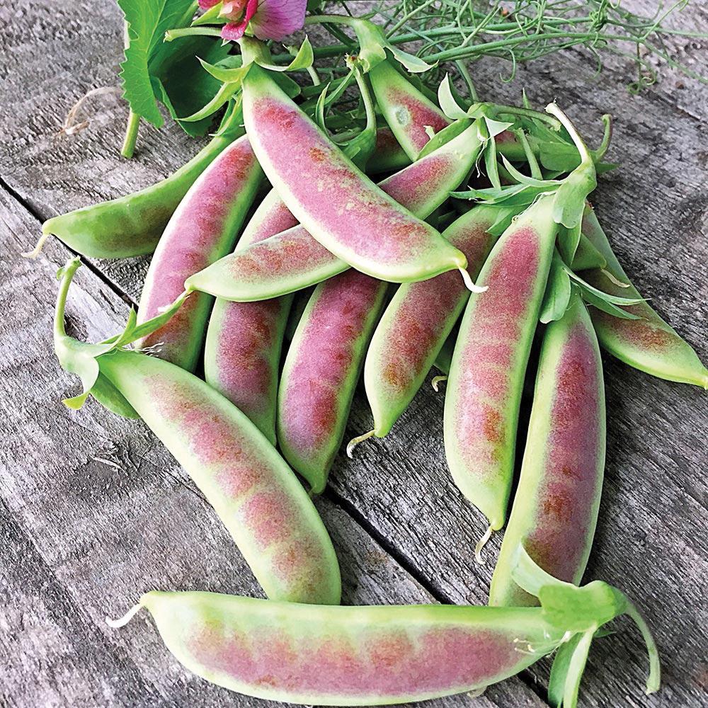 Spring Blush Pea - Team Grow
