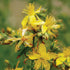 St. John's Wort - Team Grow