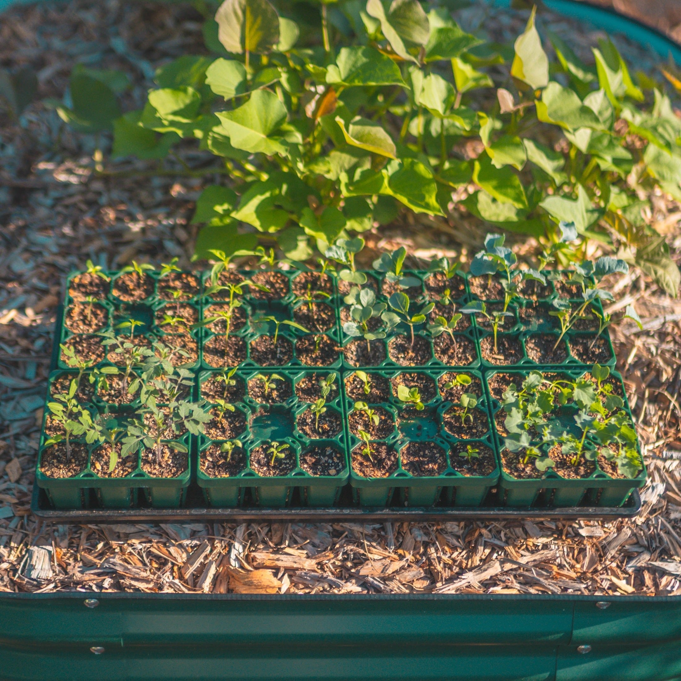seed tray garden ideas Standard Seedling Trays 32 Pack