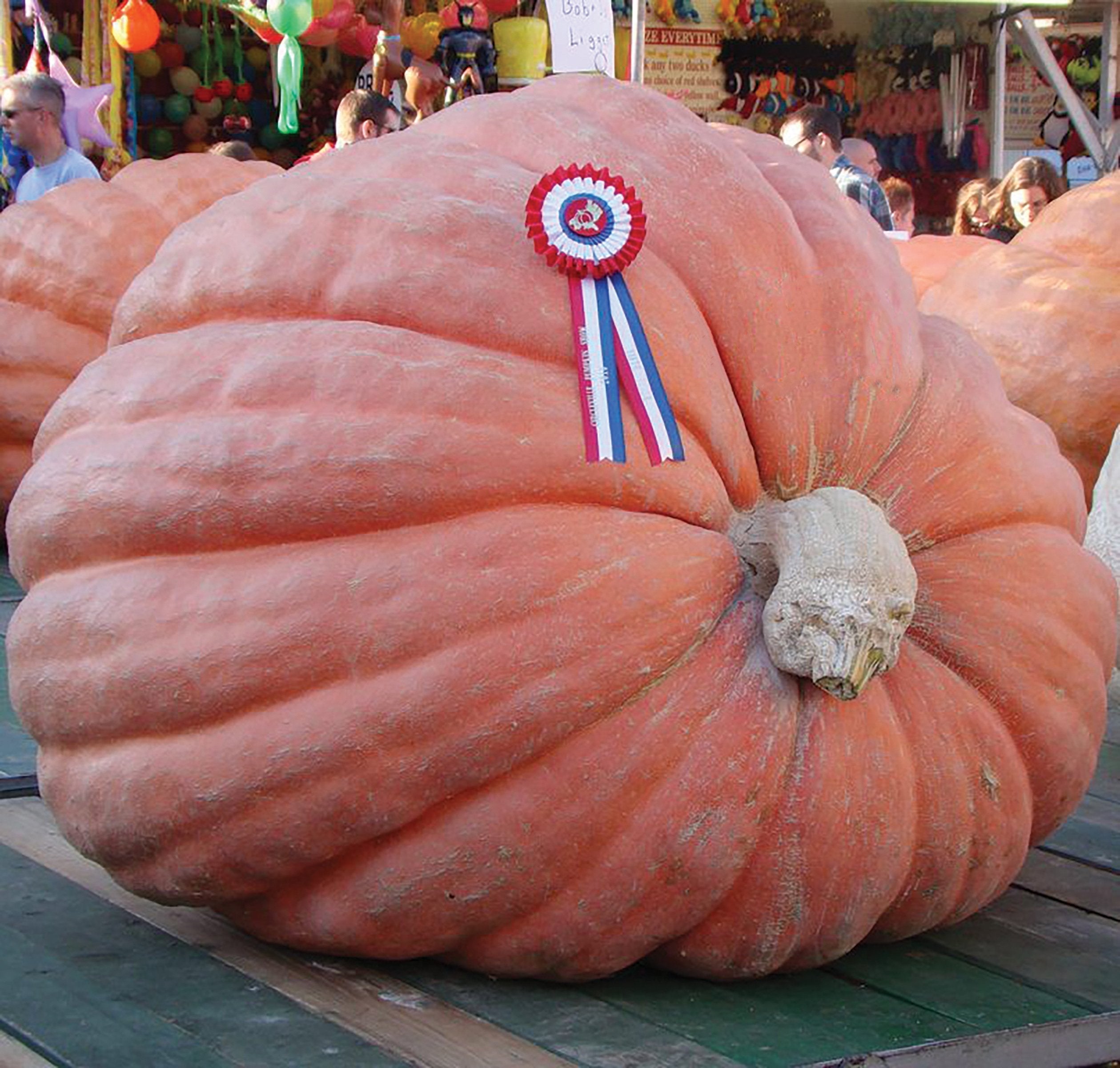 State Fair Winner Giant Pumpkin - Team Grow