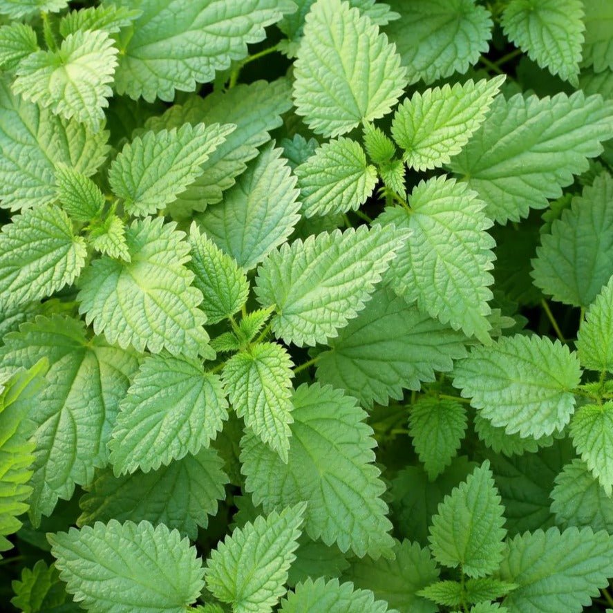 Stinging Nettle - Team Grow