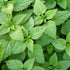 Stinging Nettle - Team Grow