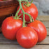 Stupice Tomato - Team Grow