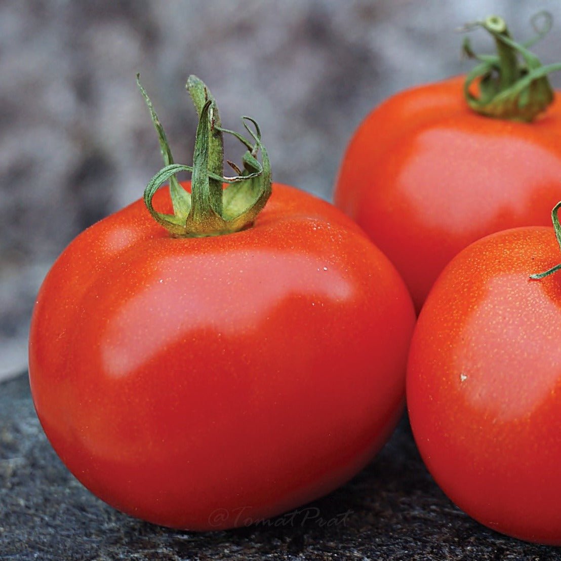 Sub Arctic Plenty Tomato - Team Grow
