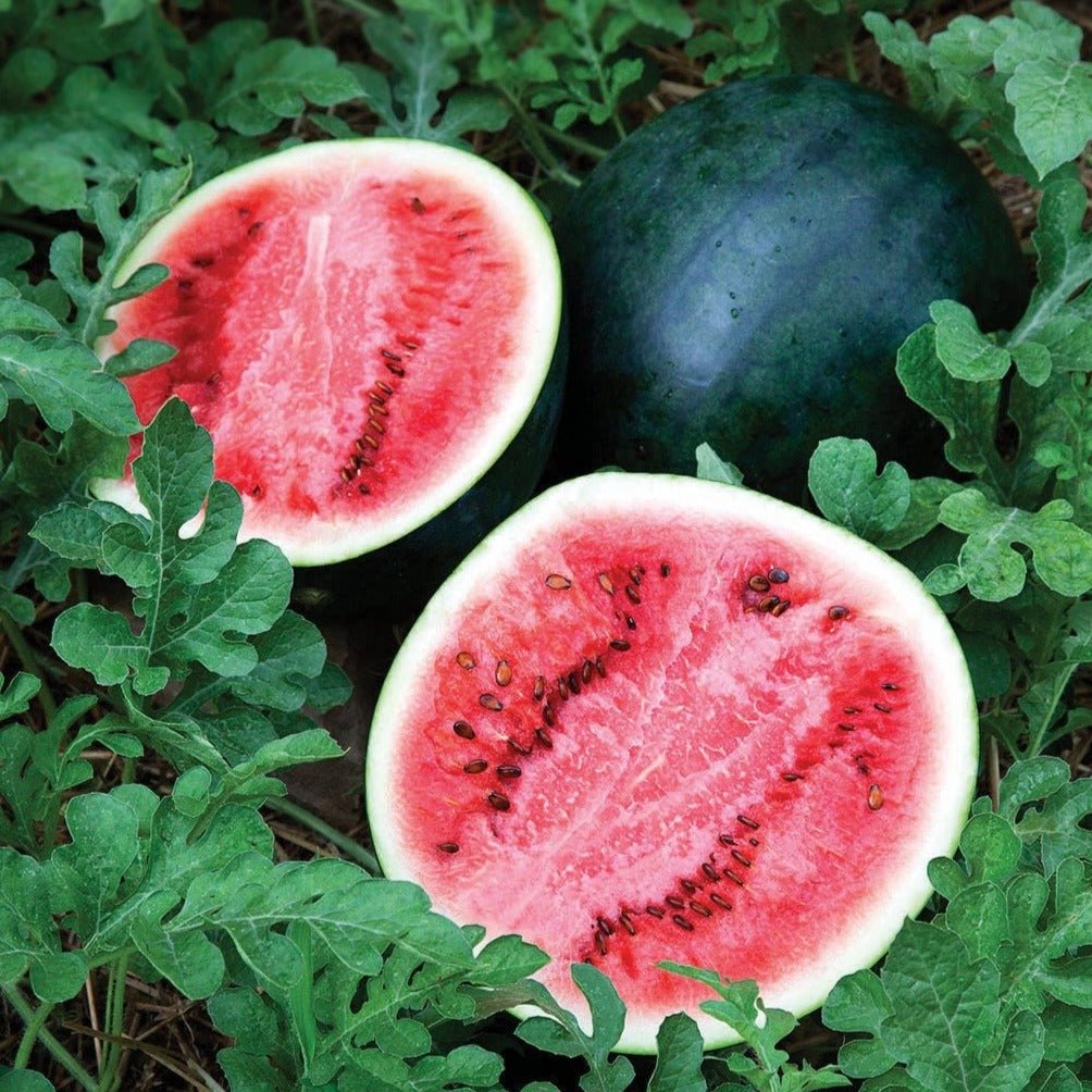 Sugar Baby Watermelon - Team Grow