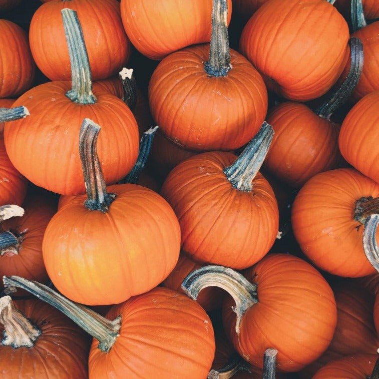 Sugar Pie Pumpkin - Team Grow