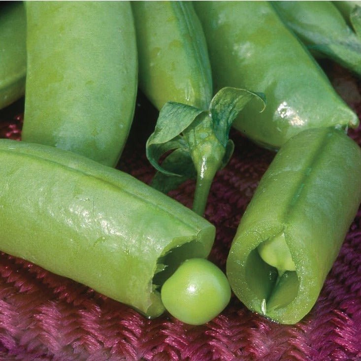 Sugar Snap Pea - Team Grow