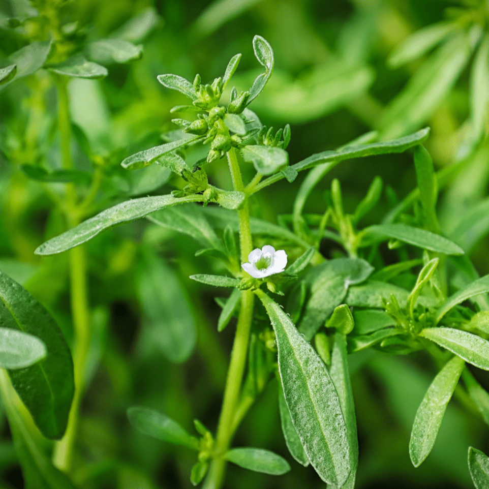 Summer Savory - Team Grow