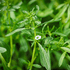 Summer Savory - Team Grow