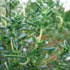 Summer Savory - Team Grow