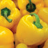 Sunbright Bell Pepper - Team Grow