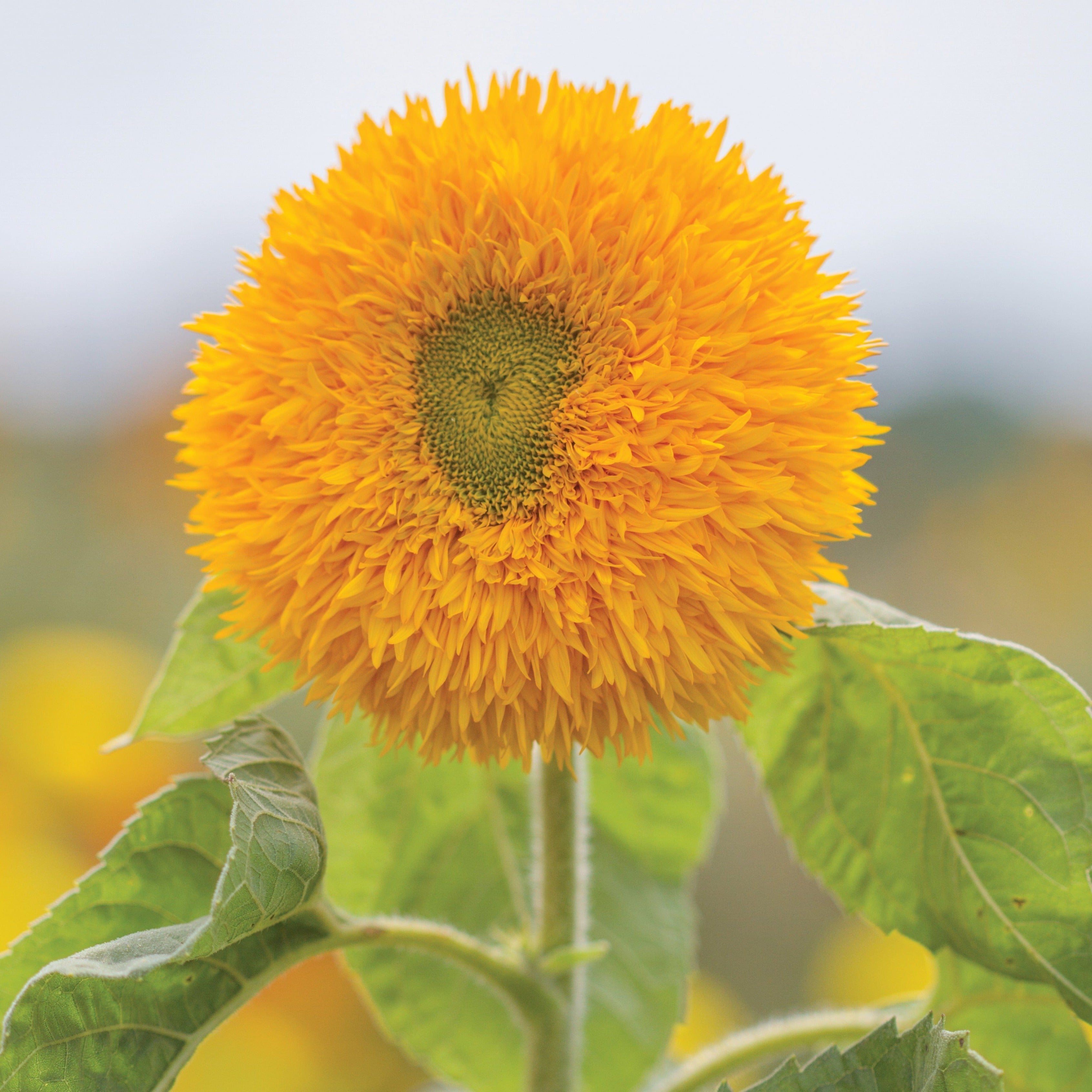 Sungold Tall Sunflower - Team Grow