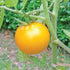 Sunray Tomato - Team Grow