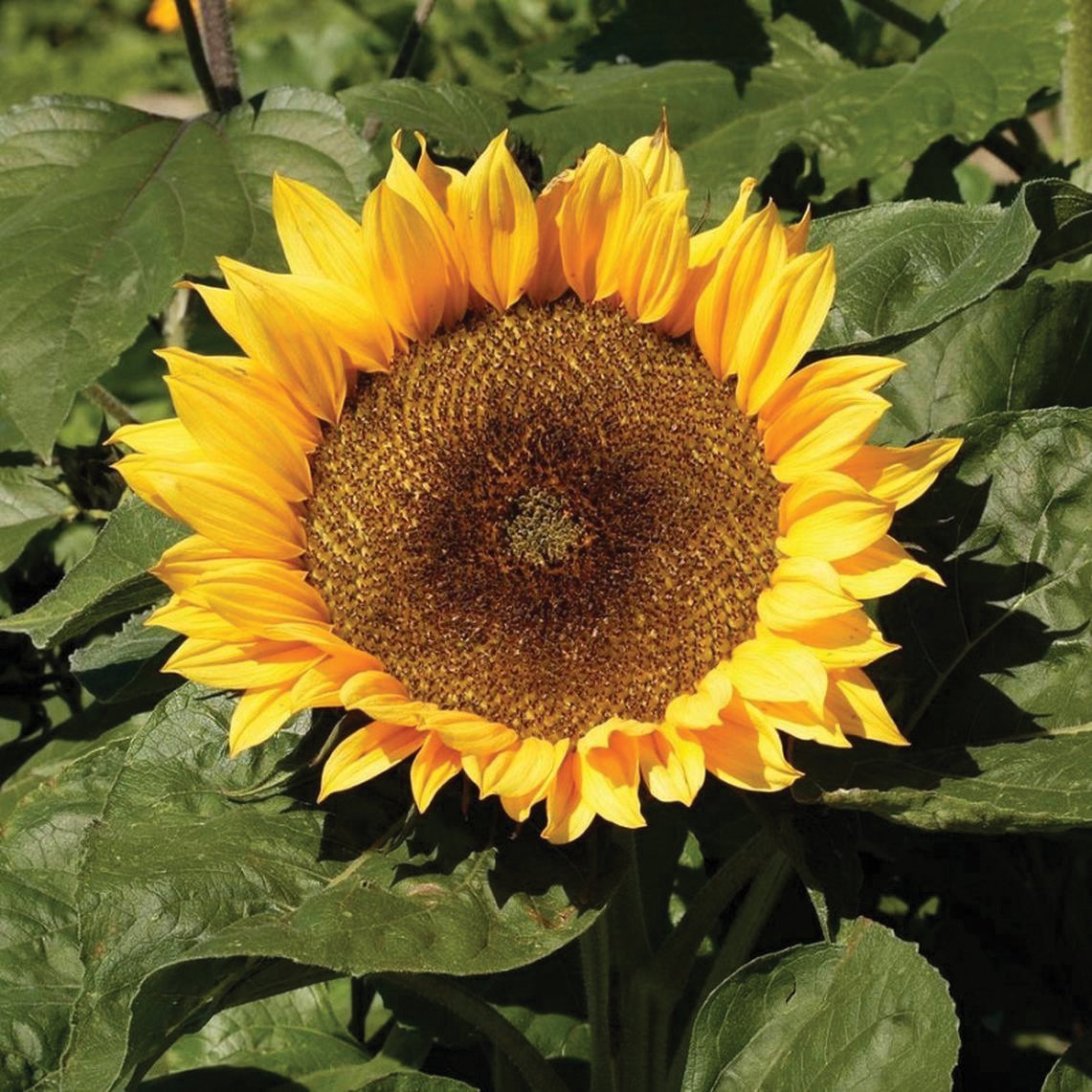 Sunspot Dwarf Sunflower - Team Grow