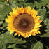 Sunspot Dwarf Sunflower - Team Grow