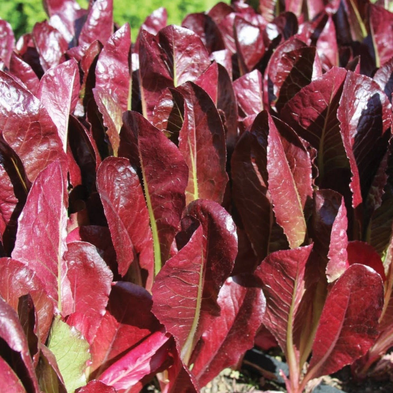 Super Red Romaine Lettuce - Team Grow