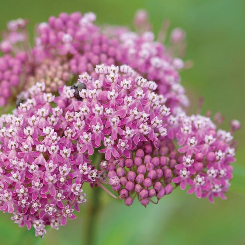 Swamp Milkweed - Team Grow