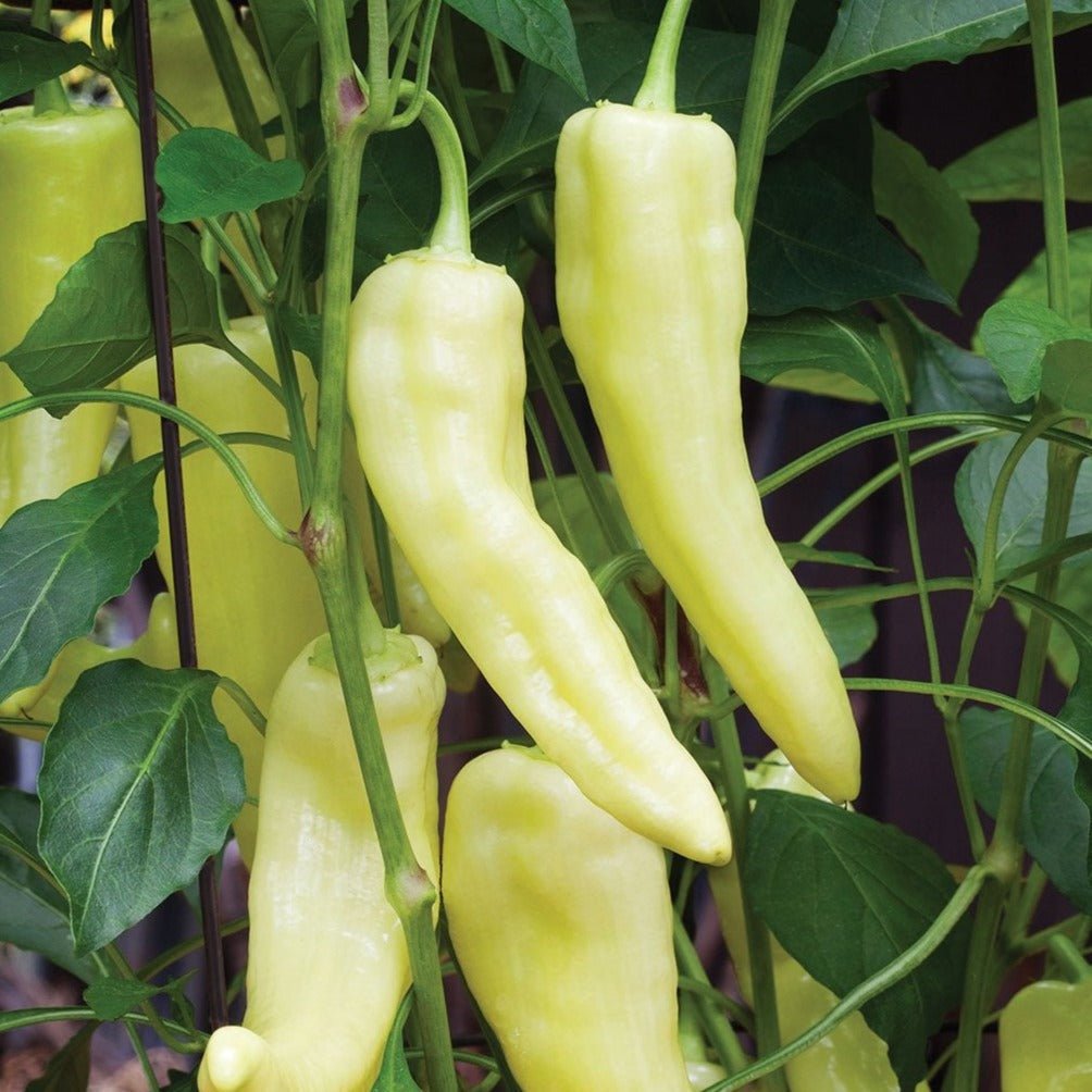 Sweet Banana Pepper - Team Grow