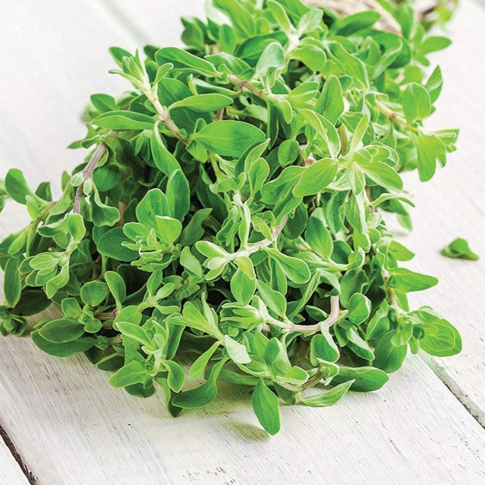 Sweet Marjoram - Team Grow