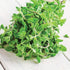 Sweet Marjoram - Team Grow