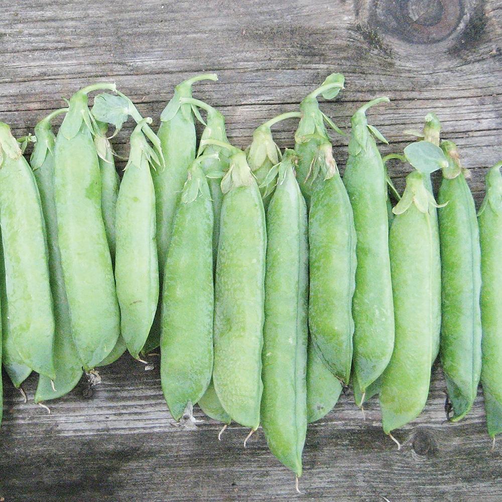 Tall Telephone Pea - Team Grow