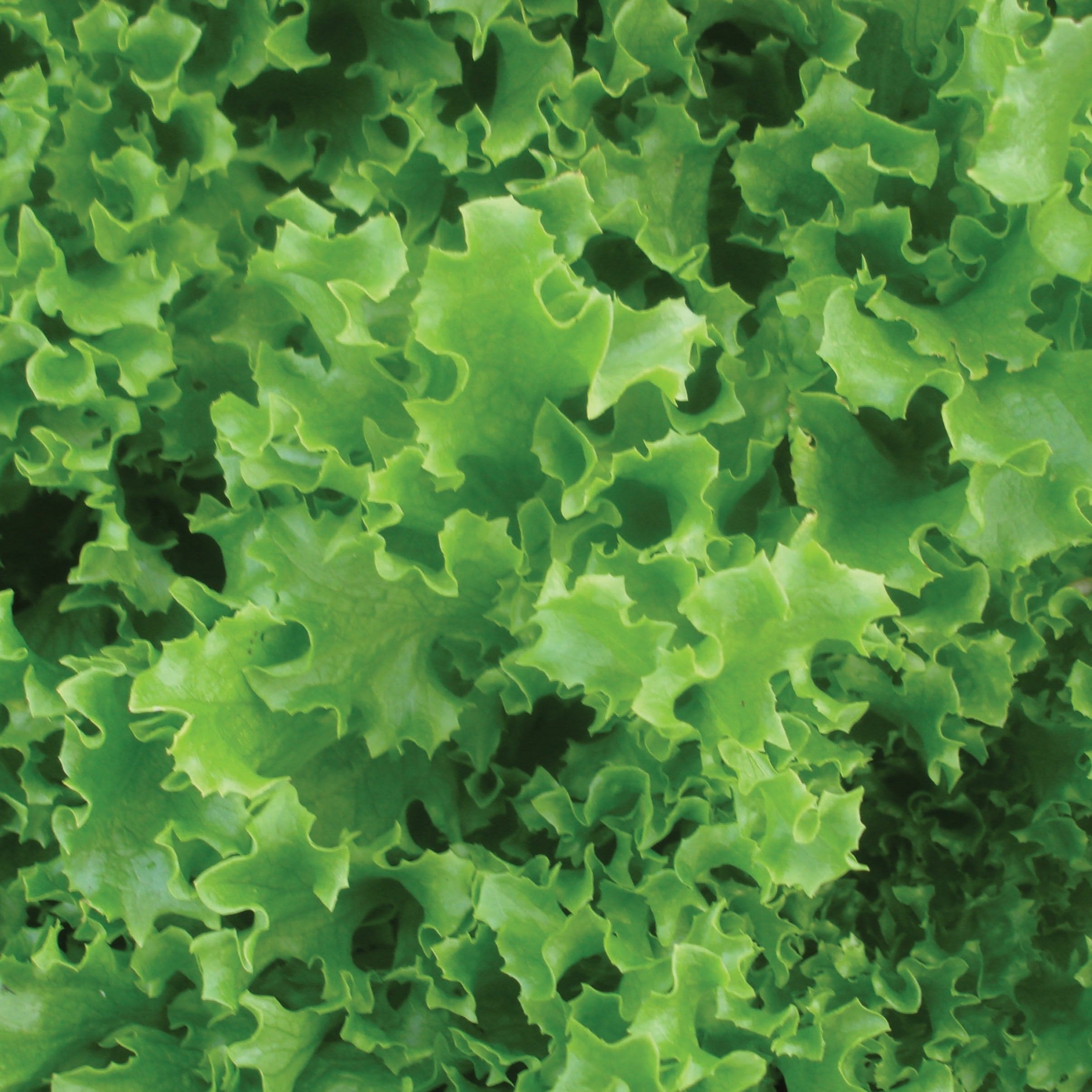 Tango Leaf Lettuce - Team Grow