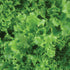 Tango Leaf Lettuce - Team Grow