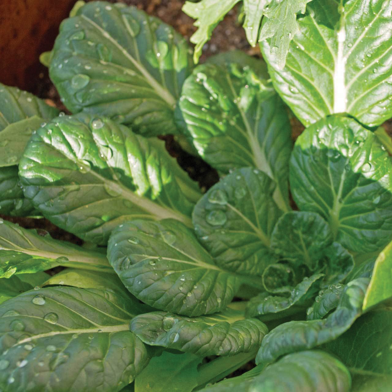 Tatsoi Mustard - Team Grow