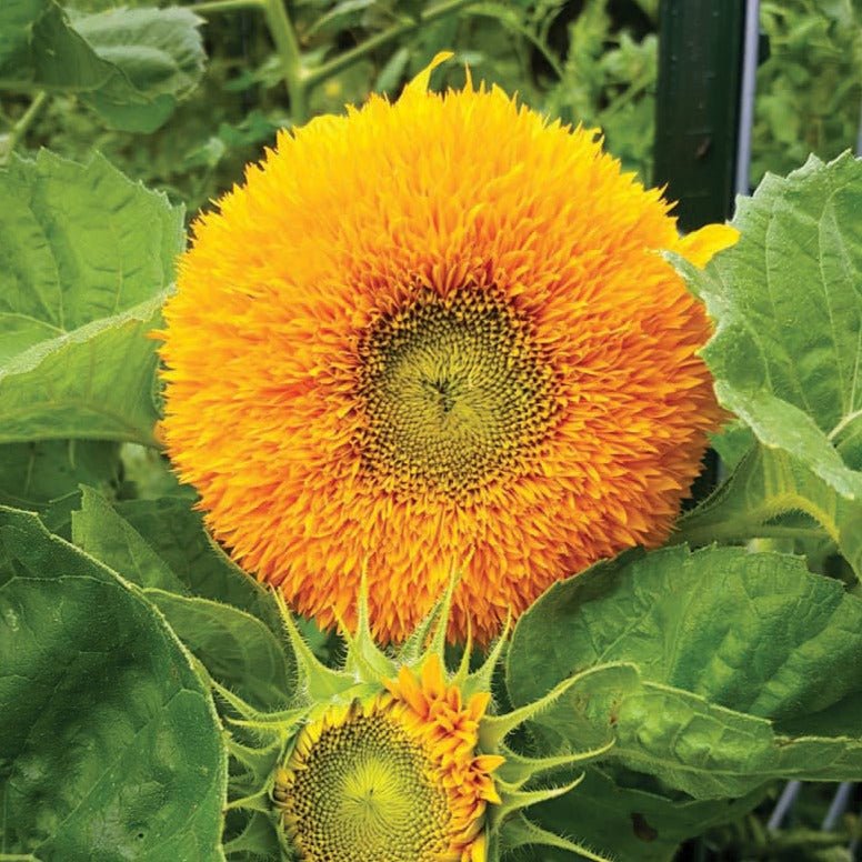 Teddy Bear Sunflower - Team Grow
