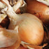 Texas Early Grano 502 Onion - Team Grow