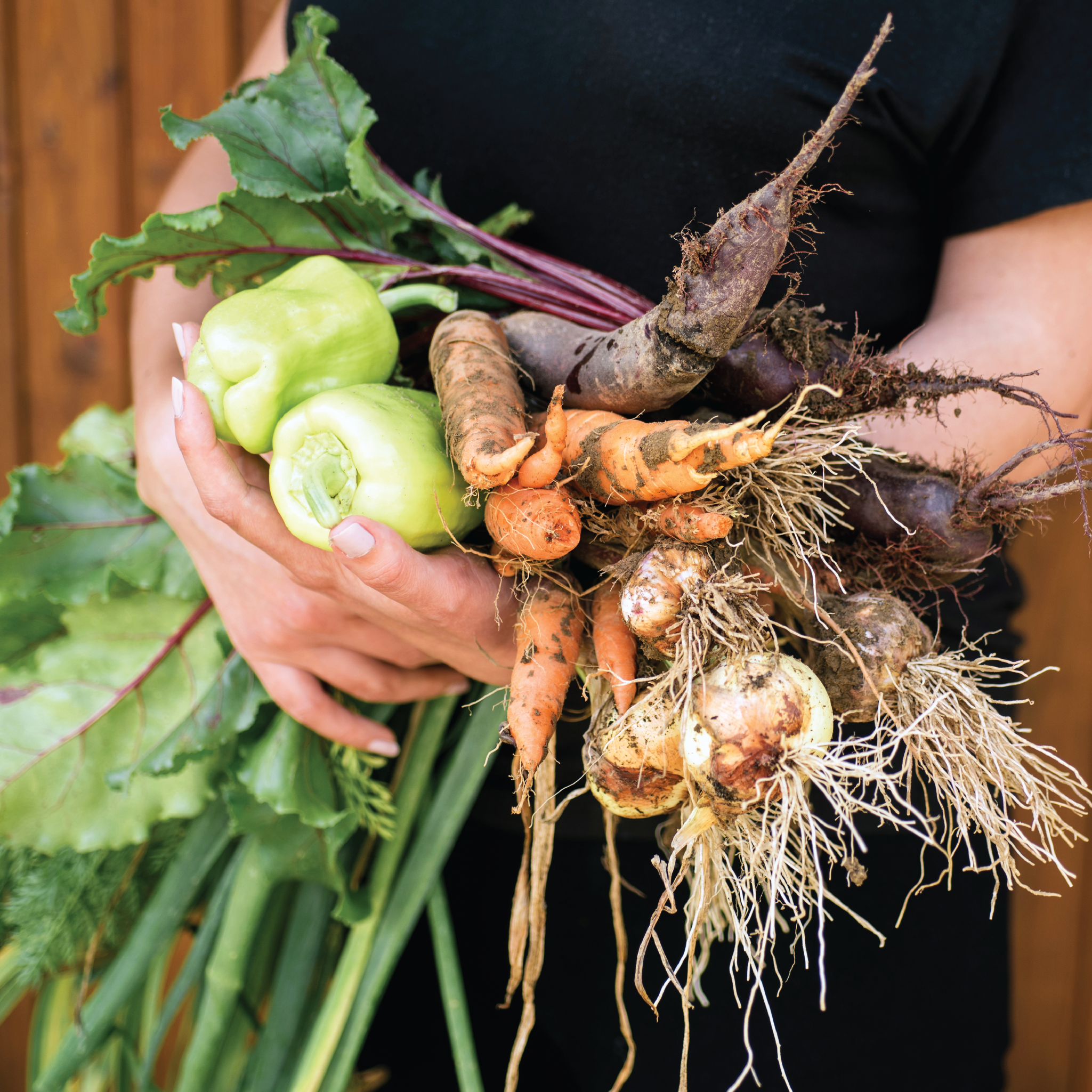 Thirsty Earth: CottaCup Automatic Olla Watering System For Your Garden - Team Grow