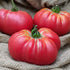 Tiffen Mennonite Tomato - Team Grow