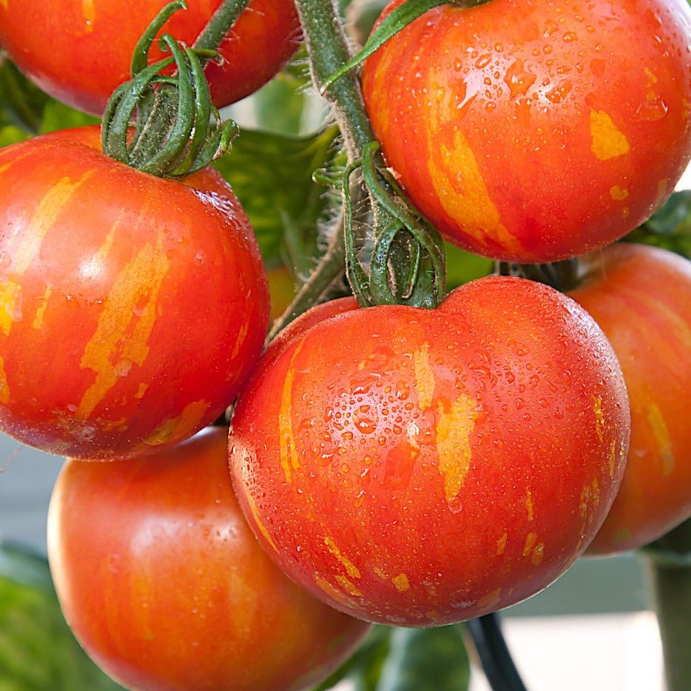 Tigerella Tomato - Team Grow