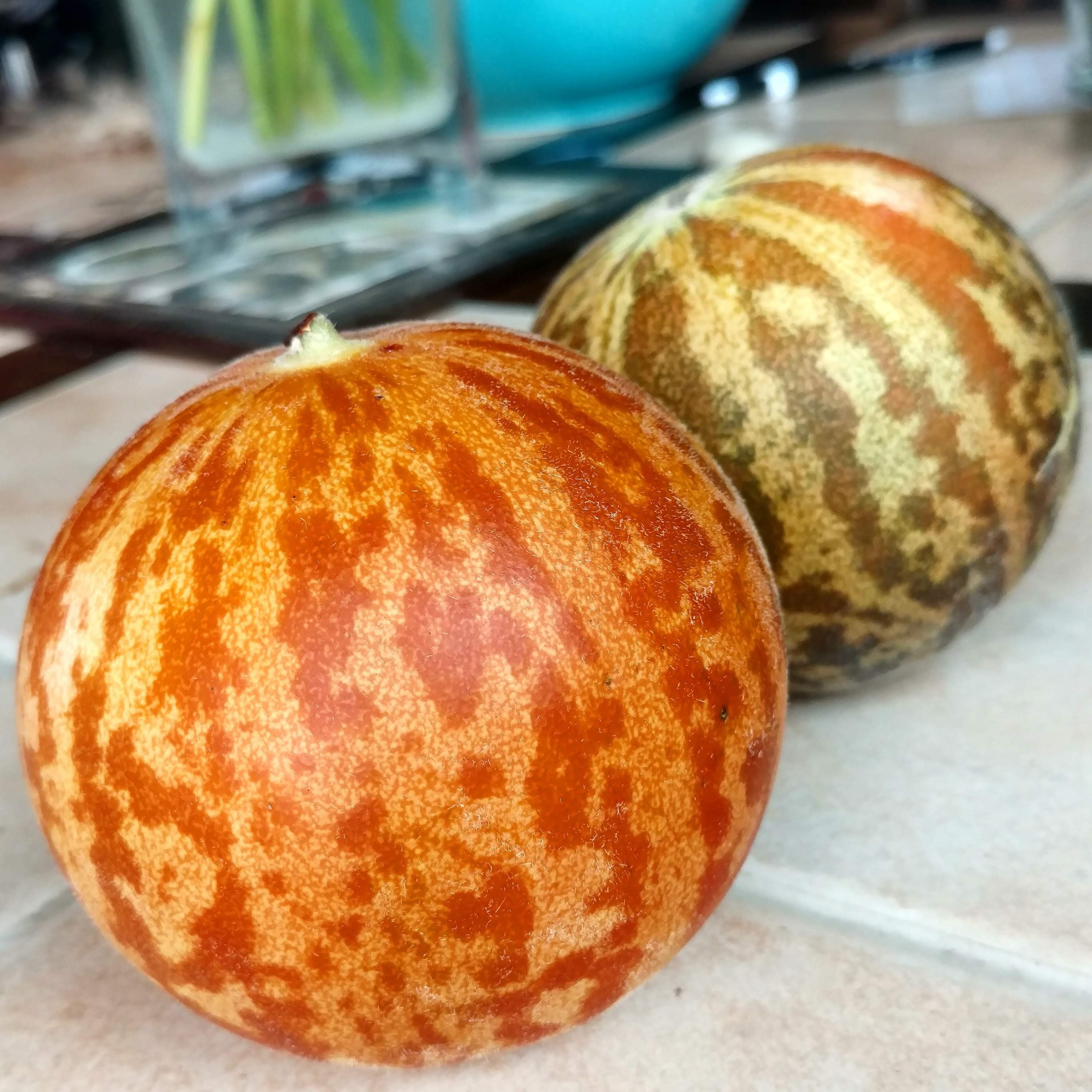 Tigger Melon - Team Grow