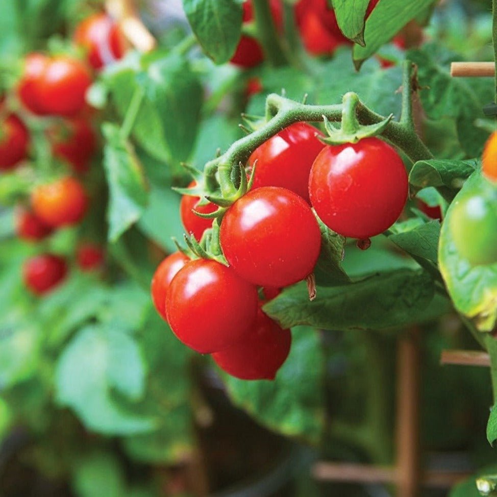 Tiny Tim Tomato - Team Grow