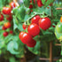 Tiny Tim Tomato - Team Grow