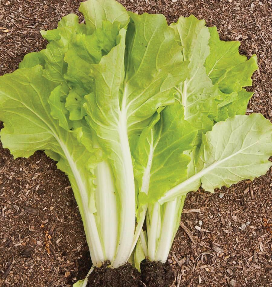 Tokyo Bekana Mustard - Team Grow