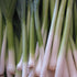 Tokyo Long White Bunching Onion - Team Grow