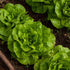 Tom Thumb Dwarf Bibb Lettuce - Team Grow