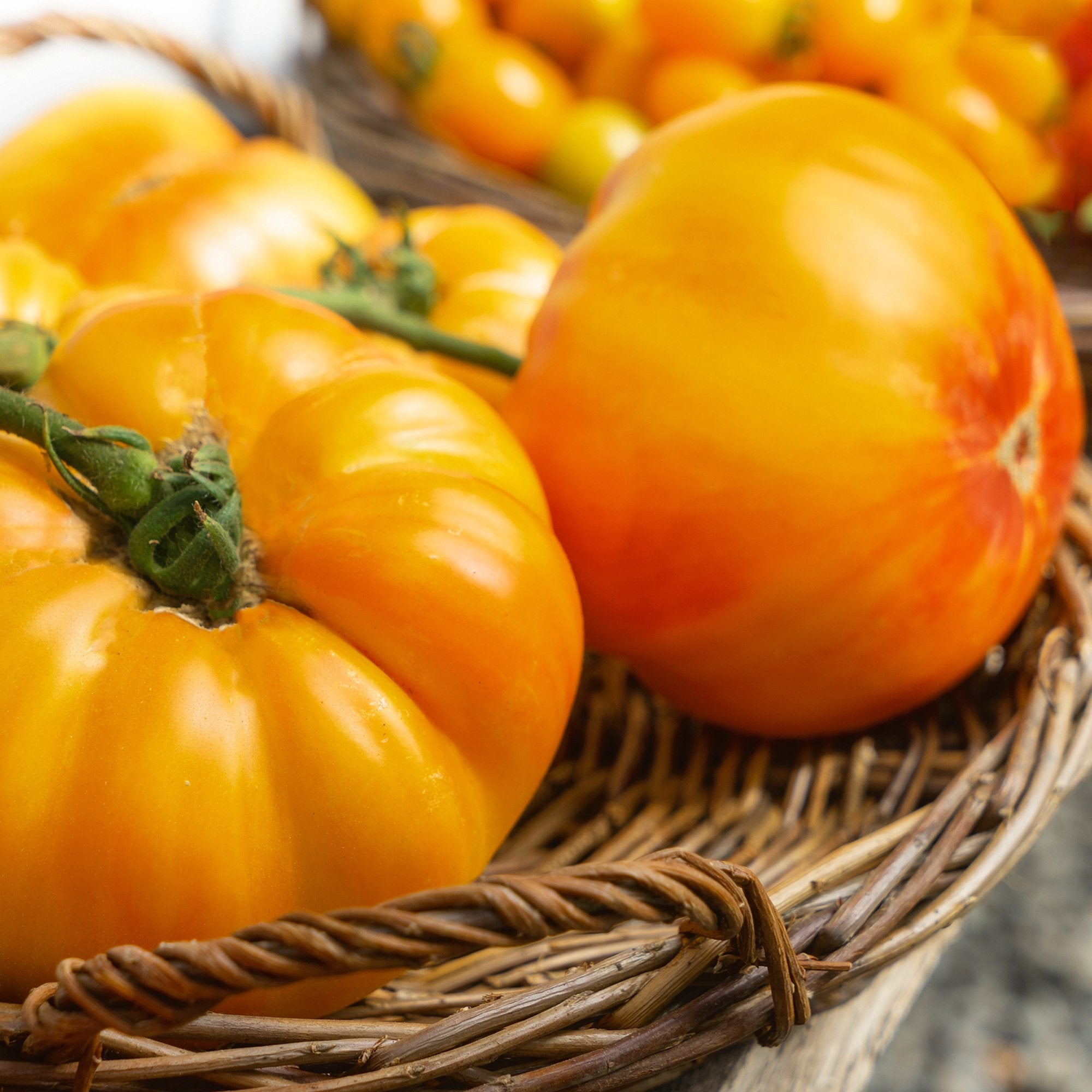 Gold Medal Tomato