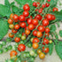 Tess's Land Race Currant Tomato