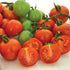 Tommy Toe Tomato - Team Grow