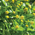 Toothache Plant Spilanthes - Team Grow